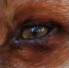 "Les Grands, pour la plupart, sont masques de théâtre ; Leur apparence impose au vulgaire idolâtre. L'Âne n'en sait juger que par ce qu'il en voit : Le --------, au contraire, à fond les examine".