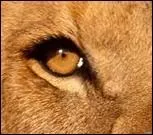 "Va-t-en, chétif Insecte, excrément de la terre. C'est en ces mots que le ----- Parlait un jour au ----- . L'autre lui déclara la guerre". Ou quand les petits abattent les puissants.