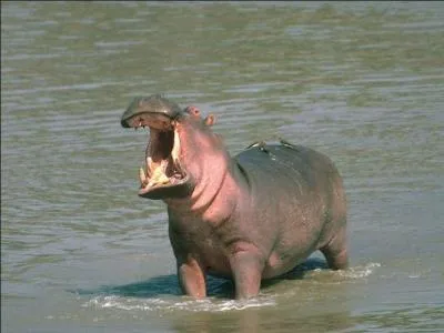 Quelle est la principale dfense des hippopotames ?