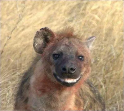 Les hynes sont avant tout ... ?