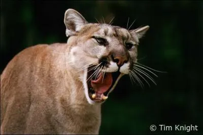 Quelle est la diffrence entre un cougar et un puma ?