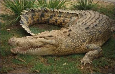 Quelle est la diffrence entre un crocodile et un alligator ?