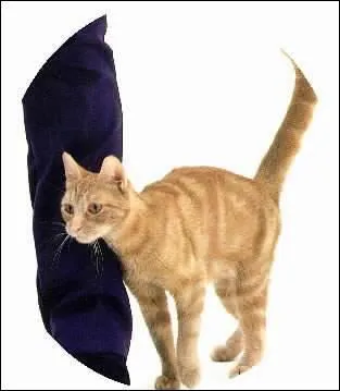 Que veut dire quand les chat se frottent contre nos jambes ?