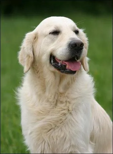 Que signifie lorsque les chiens remuent leur queue ?