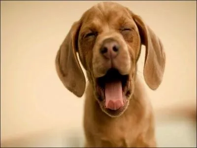 Que signifie lorsqu'un chien baille ?