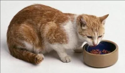 De quoi se nourissent les chats ?