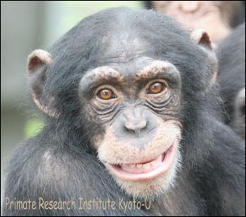 Que signifie lorsque le chimpanz sourit ?