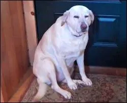 Que signifie quand les chiens baissent leurs oreilles ?