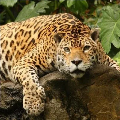 Comment distinguer une panthre d'un jaguar ?
