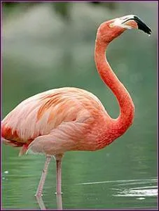 Pourquoi les flamants roses sont-ils roses ?