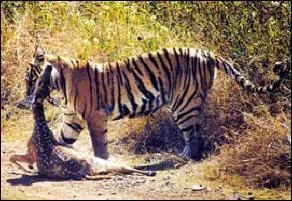 Comment les tigres chassent-ils ?