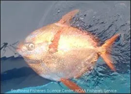 Je suis un prdateur efficace, se nourrissant de calmars et de petits poissons. Que suis-je ?