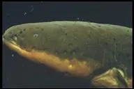 Je peux envoyer une norme dcharge lectrique. Qui suis-je ?