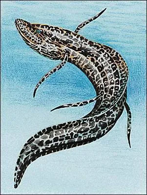 Je suis un dipneuste. Qui suis-je ?