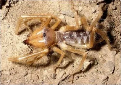 Je suis une sorte d'araigne du dsert. Qui suis-je ?