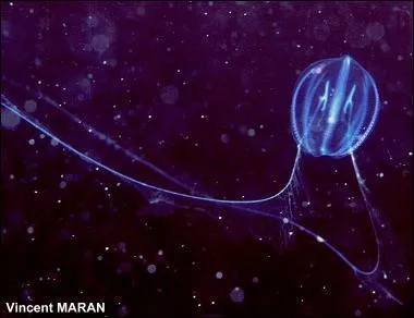 Petit animal transparent, je suis quasiment invisible dans mon milieu naturel. Qui suis-je ?