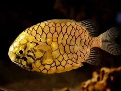 Quel est ce poisson dtestant la lumire ?