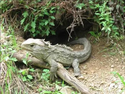 Aussi appel tua tara, je suis un vritable fossile vivant. Je possde un troisime il au milieu du front. Quel animal suis-je ?