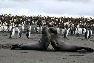 Je suis un trs grand phoque. Que suis-je ?