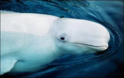 Aussi appel baleine blanche, je vis dans les eaux froides de l'Arctique. Que suis-je ?