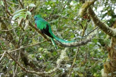 Quel est cet animal essentiel pour l'cosystme de la fort amazonienne ?