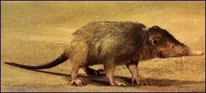 Je suis un des rares mammifres venimeux. Quel animal antillais suis-je ?