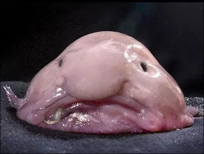 Le blobfish est un poisson abyssal.