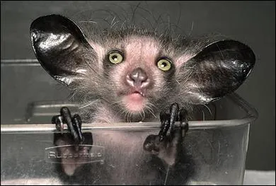 Quel est ce petit lmurien ? Son nom est fait de deux onomatopes.