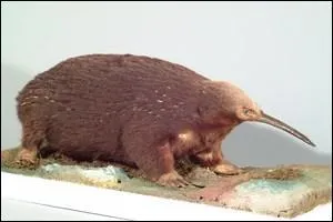 Je ponds des ufs et allaite mes petits; je peux aussi tre   long bec . Qui suis-je ?