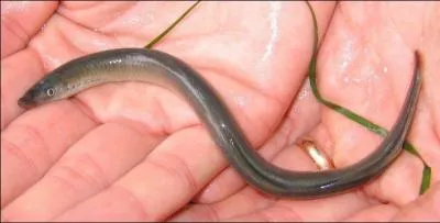 Quel est cet agnathe ?