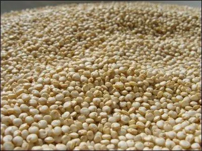 Quelle crale peut-on voir sur la photo ci-dessous ?