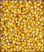 Quel nom porte cette crale ?