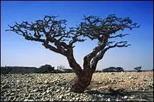 A partir de quelle partie d'une plante d'Arabie de la famille des bursraces l'encens est-il tir ?