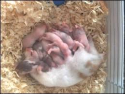 Quelle est la dure de gestation d'un hamster ?