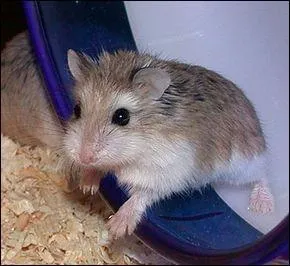 Quelle est l'esprance de vie d'un hamster ?