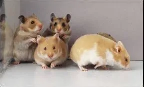 Combien existe-t-il de race de hamsters ?