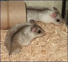Deux hamsters peuvent-ils cohabiter ensemble ?