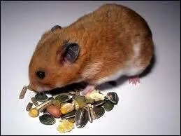 Que mangent les hamsters ?