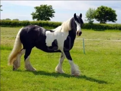 Laquelle de ces robes n'existe pas ?