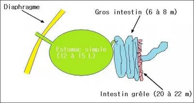 Quelle est la taille de l'intestin grle d'un cheval ?