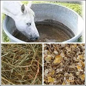 Combien faut-il donner de repas  un cheval, en moyenne ?