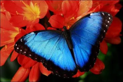 Pose les deux pieds en canard / C'est ... ... ... . qui se prpare / En voiture les voyageurs !