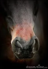 Quelle partie du cheval n'existe pas ?