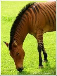 Quel animal n'a rien avoir avec le cheval ?