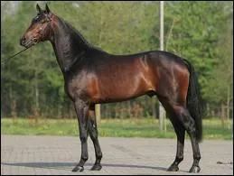 Quelle race n'existe pas ?