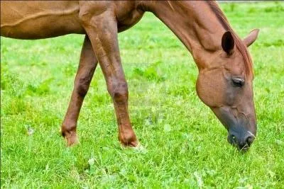 Quel est le rgime alimentaire du cheval ?