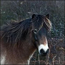 Ce beau pangar a un(e) ...