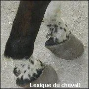 Ce cheval a sur ses membres des ...