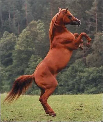 Ce cheval qui se cabre est ...