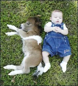 Quel est le cheval le plus petit ?